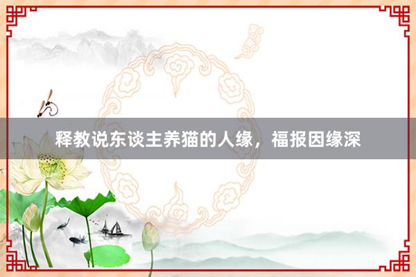 释教说东谈主养猫的人缘,福报因缘深